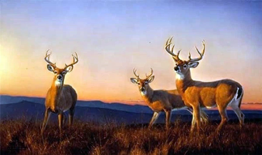 Herndon Fine Art offers authenticated Nancy Glazier fine art, including rare hand-signed limited edition canvas giclées, wildlife oil paintings, and majestic western wilderness masterworks.
