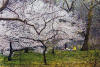 harold altman Picnic Central Park 1985