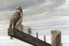 Robert Bateman At the Roadside Red Tailed Hawk