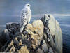 robert bateman Evening Light White Gyrfalcon