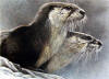 Bateman River Otters