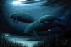 Wyland Endangered Manatees