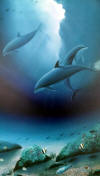 Wyland Original oil on Canvas Painting Dolphin Sunrise